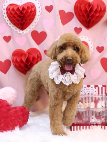 20240204テディくん